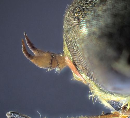 Atylotus latistriatus