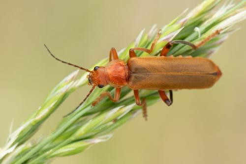 Réf. 346 104 : Cantharis livida