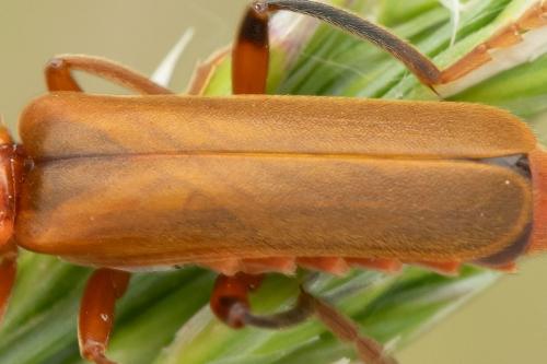 Réf. 346 105 : Cantharis livida