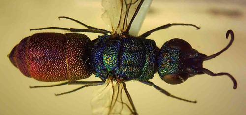 Chrysis hydropica