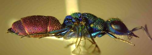 Chrysis hydropica