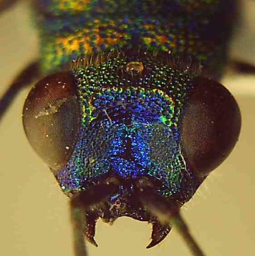 Réf. 346 036 : Chrysis hydropica