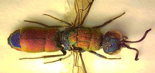 Réf. 346 040 : Chrysis ramburi