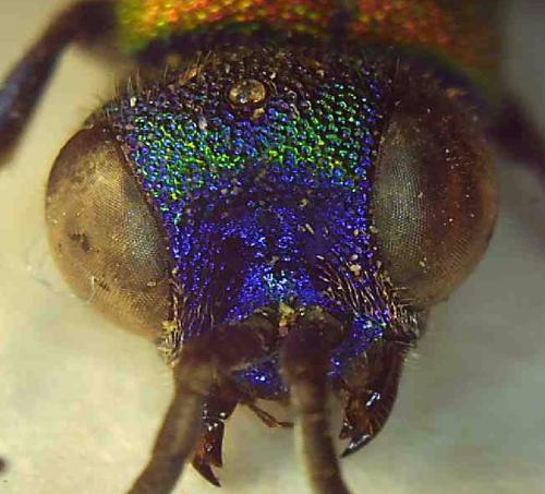 Réf. 346 041 : Chrysis ramburi