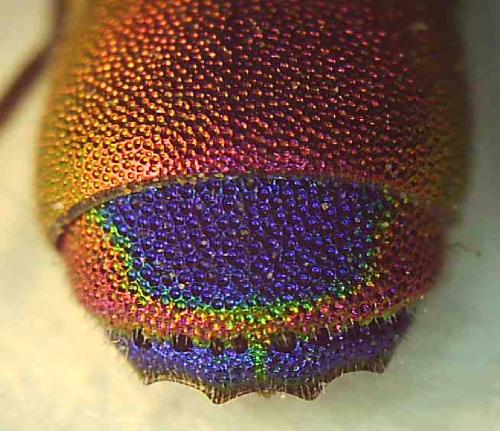 Chrysis ramburi