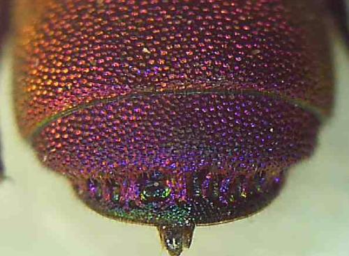 Chrysis hydropica