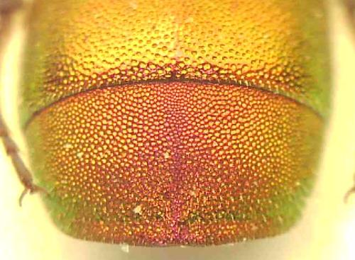 Réf. 346 098 : Chrysura simplex