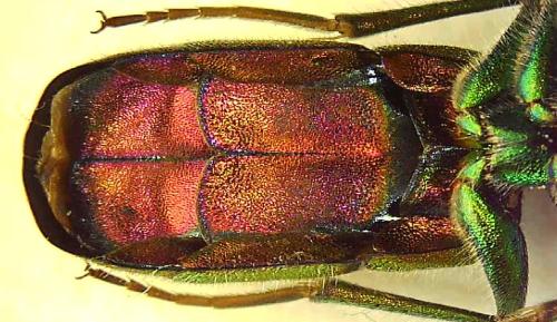 Réf. 346 099 : Chrysura simplex