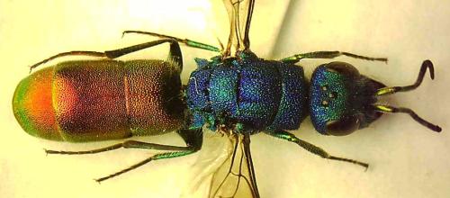 Réf. 346 096 : Chrysura simplex