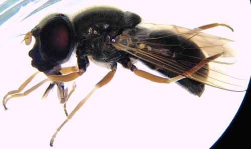 Cheilosia albipila