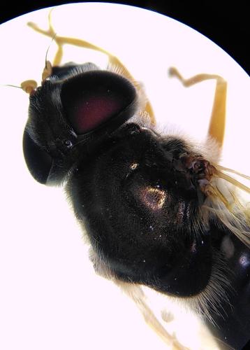 Réf. 346 145 : Cheilosia albipila