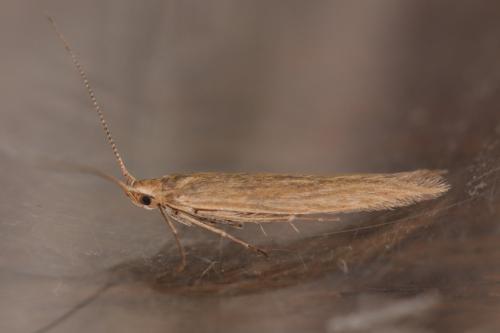 Coleophora atriplicis