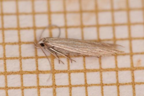 Réf. 346 014 : Coleophora maritimella