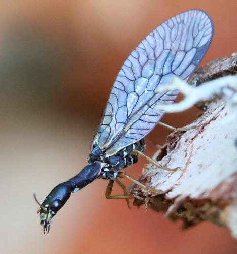Phaeostigma notatum
