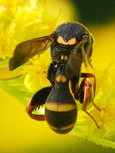 Leucospis sinensis