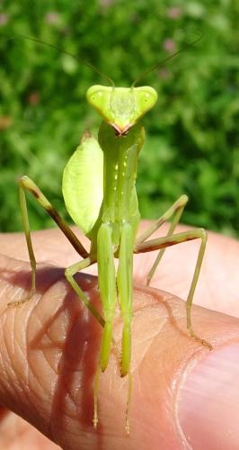 Hierodula patellifera