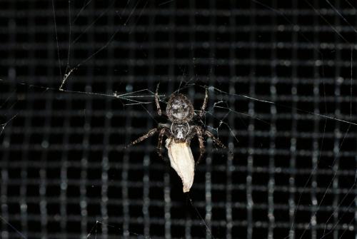 Nuctenea umbratica
