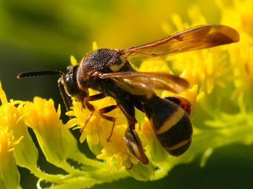 Leucospis sinensis