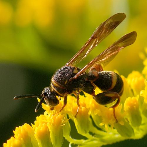 Leucospis sinensis