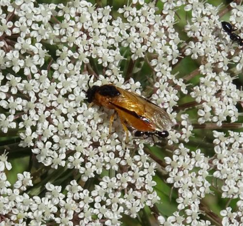 Arge ochropus