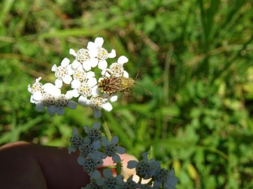 Stictopleurus sp.