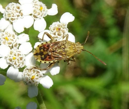 Stictopleurus sp.