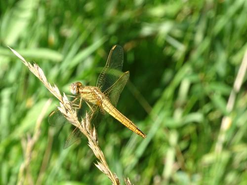 Réf. 346 351 : Crocothemis erythraea