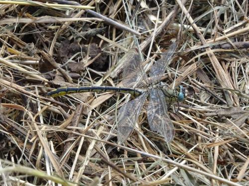 Gomphus pulchellus