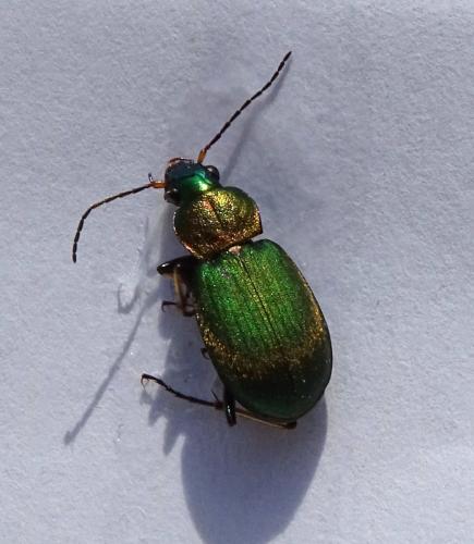 Réf. 346 744 : Chlaenius nigricornis
