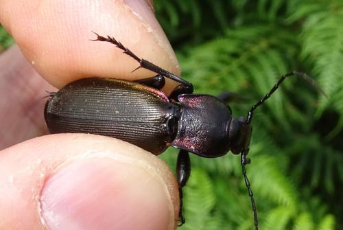 Réf. 346 970 : Carabus violaceus purpurascens