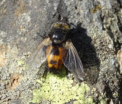 Nowickia ferox