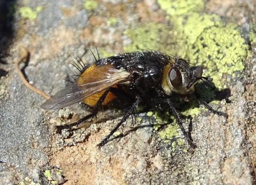 Nowickia ferox