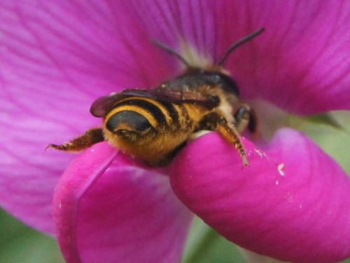 Megachile ericetorum