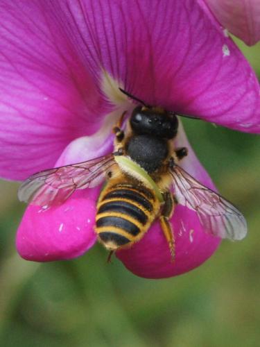 Réf. 346 177 : Megachile ericetorum