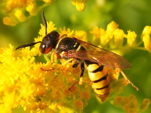 Réf. 346 850 : Philanthus triangulum