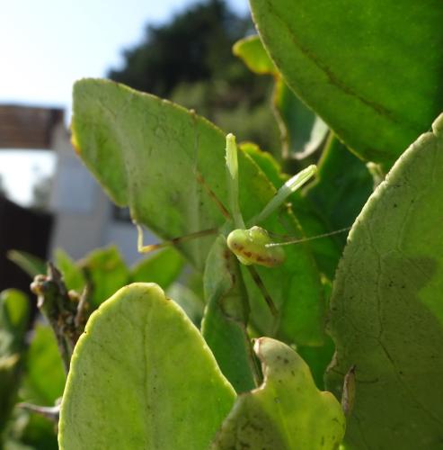 Hierodula patellifera