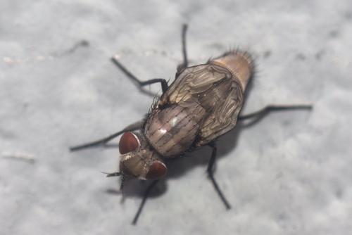 Calliphorinae