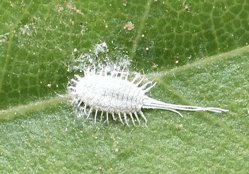 Pseudococcus longispinus