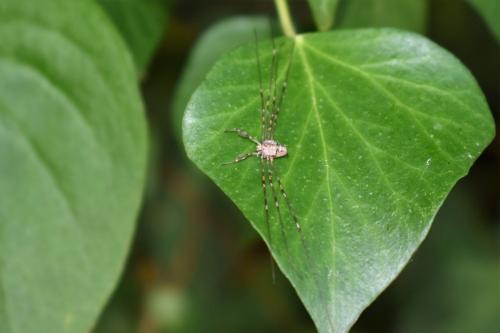 Dicranopalpus ramosus