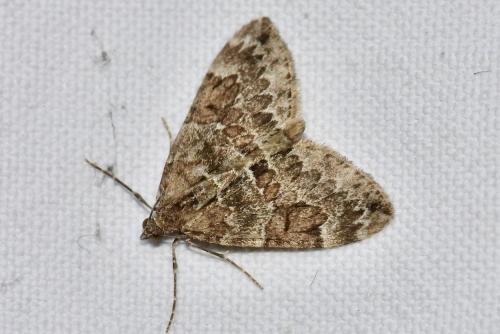 Thera sp.