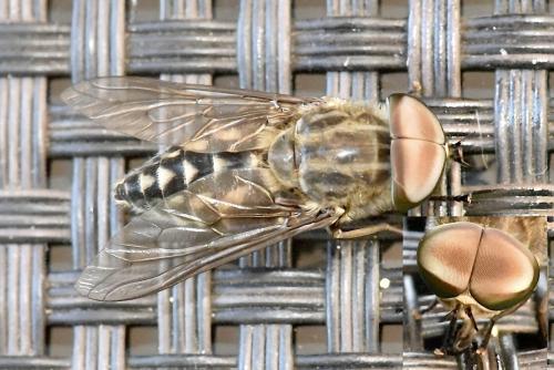 Réf. 346 602 : Tabanus autumnalis