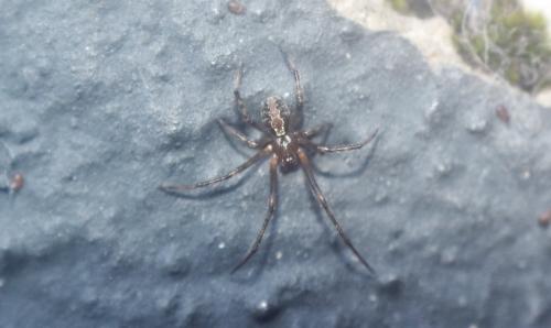 Theridion sp.