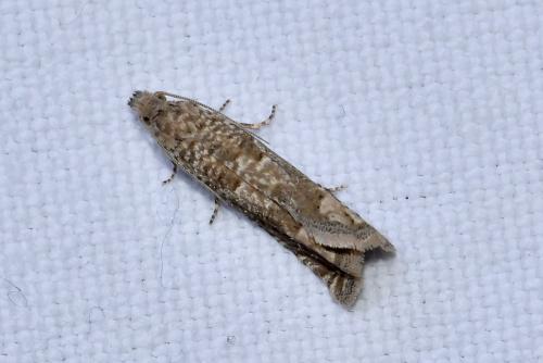 Pelochrista sp.