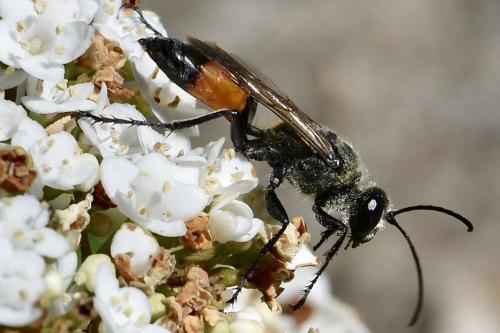 Réf. 346 966 : Sphex funerarius