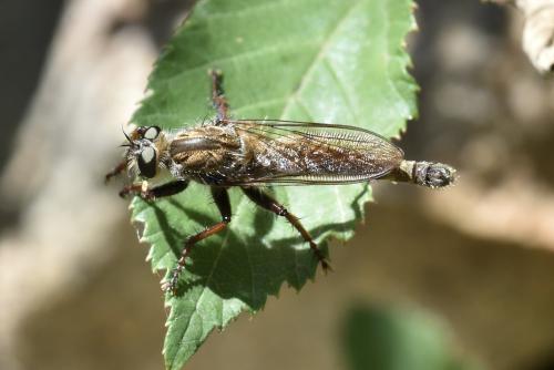 Machimus chrysitis