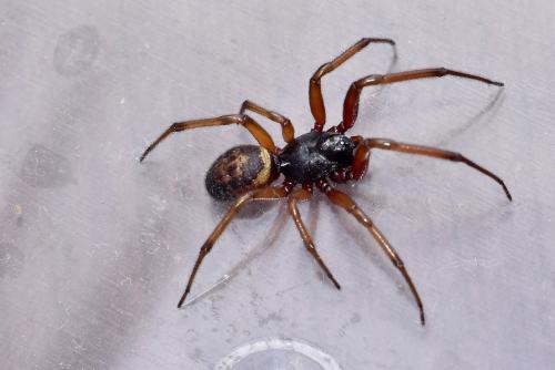 Réf. 346 857 : Steatoda nobilis