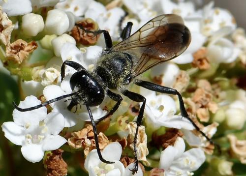 Réf. 346 967 : Sphex funerarius