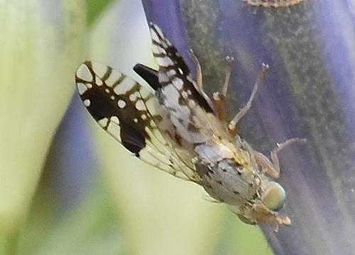Réf. 346 658 : Tephritis divisa
