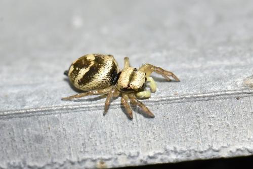 Réf. 346 008 : Heliophanus sp.