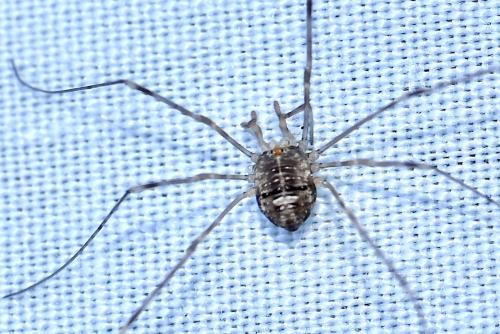 Réf. 346 667 : Dicranopalpus ramosus